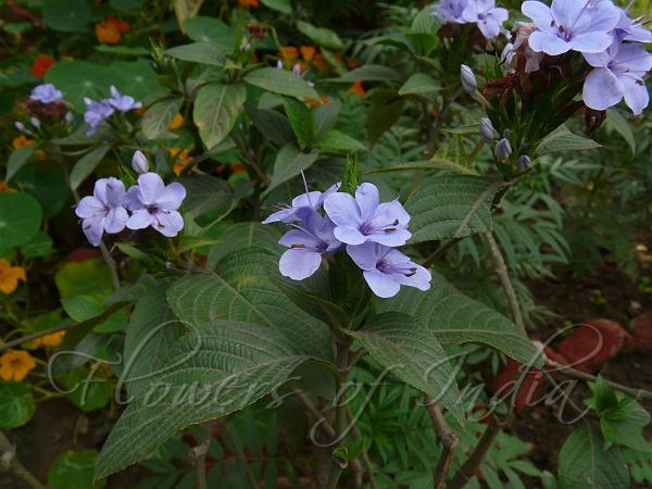 Eranthemum pulchellum - Blue Sage